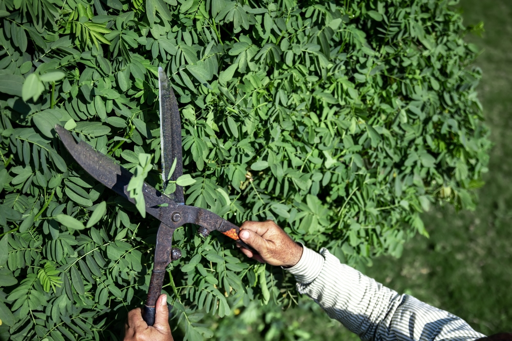 Hedge trimming & pruning