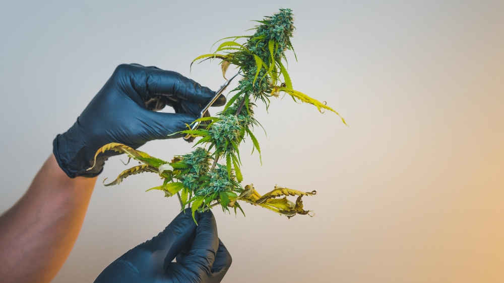 Weed Removal and Control-8