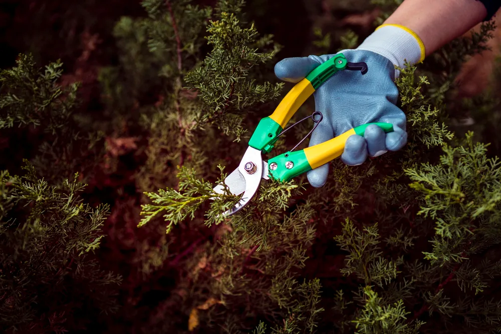 Weed Removal and Control-1