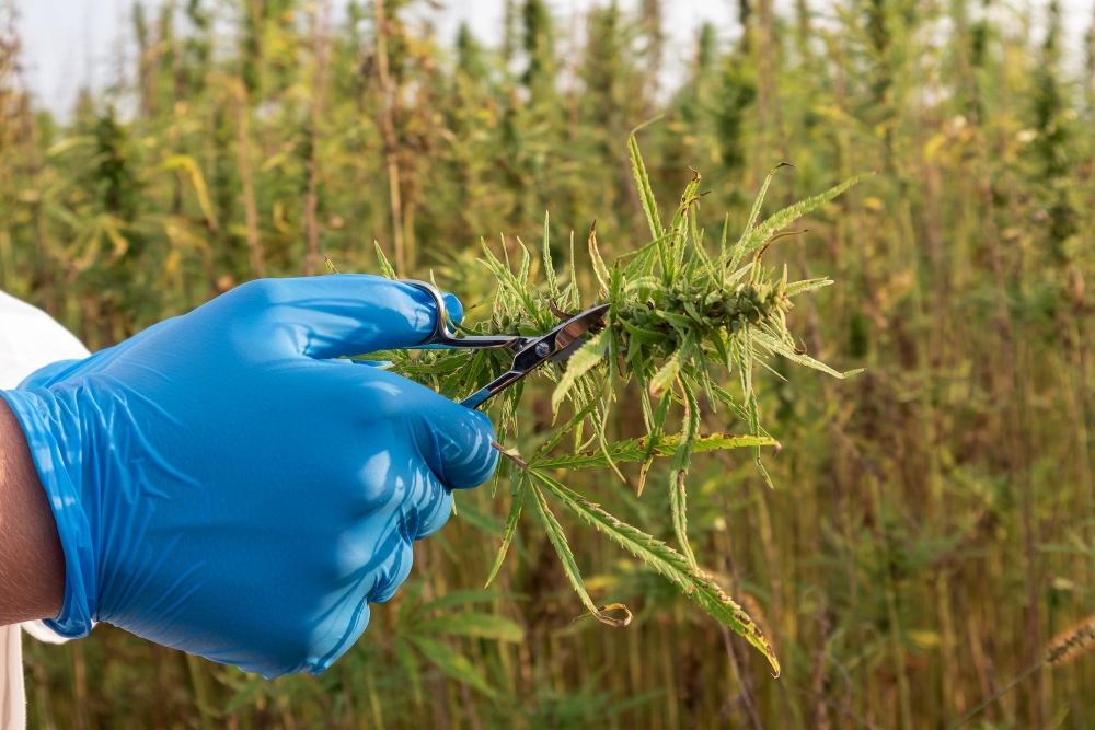 Weed Removal and Control-4